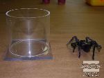 מכינים מיכל מצינור ובסיס אקריליק, מעט גדול יותר מעכבש הטרנטולה המיובש.