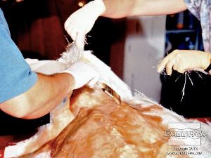 לחיצה להגדלת תמונה לבסוף, שמים את שכבת אריג סיבי הזכוכית הסופית (40 גרם) ומספיגים אותה לגמרי באפוקסי להספגה.