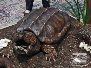 לחיצה להגדלת תמונה היציקה המוגמרת היא העתק מושלם של מודל הצב המקורי.