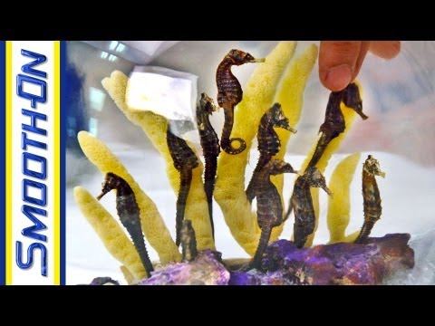 אנקפוסולציה ותצוגה