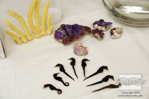 לחיצה להגדלת תמונה מתכננים מראש איך רוצים לסדר את הפריטים השונים בתצוגה.