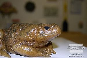 לחיצה להגדלת תמונה מניחים לצבע להתמצק במשך לילה.