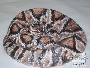 לחיצה להגדלת תמונה עיני הנחש הוכנו בעזרת פוליאוריתן שקוף קירסטלי Crystal-Clear 202 ואבקת פיגמנט Cast Magic.