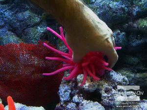 לחיצה להגדלת תמונה ממקמים ומדביקים את יציקת הסיליקון הרך EcoFlex® 00-30 באקווריום.