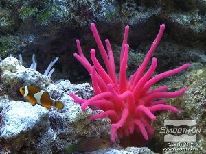 לחיצה להגדלת תמונה יציקת שושנת הים זהה לשושנת ים אמיתית. המשושות (זרועות) שלה נעות בחופשיות באקווריום.