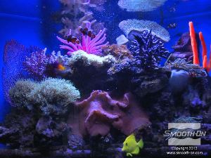 לחיצה להגדלת תמונה ניתן להכין מגוון רחב של יצורים מימיים עבור האקווריום. ראה את הגלריה והסרטונים הנוספים באתר כדי ללמוד כיצד.