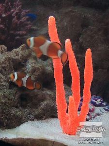 לחיצה להגדלת תמונה האלמוג נראה מציאותי ביותר וזוהר באור זרחני. הוא מהווה תוספת יפיפייה לנוף האקווריום.