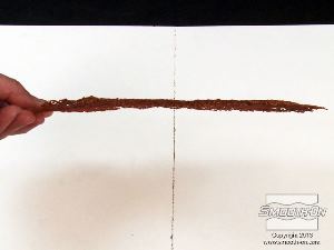 לחיצה להגדלת תמונה מבט צד על מניפת הים המיובשת. עובי המודל הוא מאוד דק (~ 1 מ