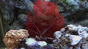 לחיצה להגדלת תמונה חיות ים (כמו הסרטן החי בתמונה) אינם נפגעות ממניפת הים מפלסטיק פוליאוריתן Smooth-Cast® 60D.