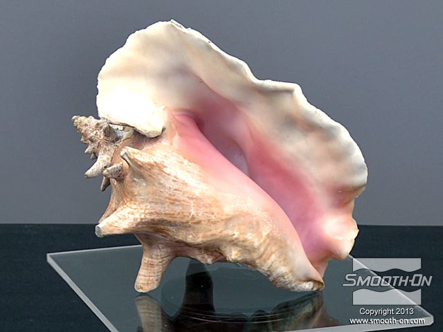 המודל המקורי להכנת התבנית הוא קונכיית ים יבשה. ניתן לראות כי בחזית המודל קיים חלל גדול.