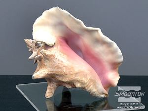 לחיצה להגדלת תמונה המודל המקורי להכנת התבנית הוא קונכיית ים יבשה. ניתן לראות כי בחזית המודל קיים חלל גדול.