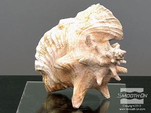 לחיצה להגדלת תמונה מבט אחורי על הקונכייה.