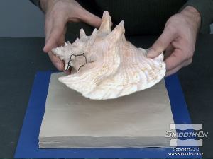 לחיצה להגדלת תמונה מניחים את הקונכיה עם כשהפתח שלה פונה למטה (לכיוון מיטת החימר).