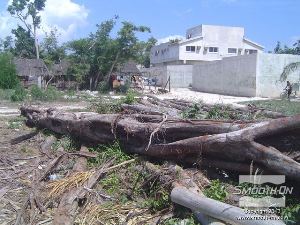 לחיצה להגדלת תמונה גזע הפיקוס שנחתך לפני הכנת התבנית.